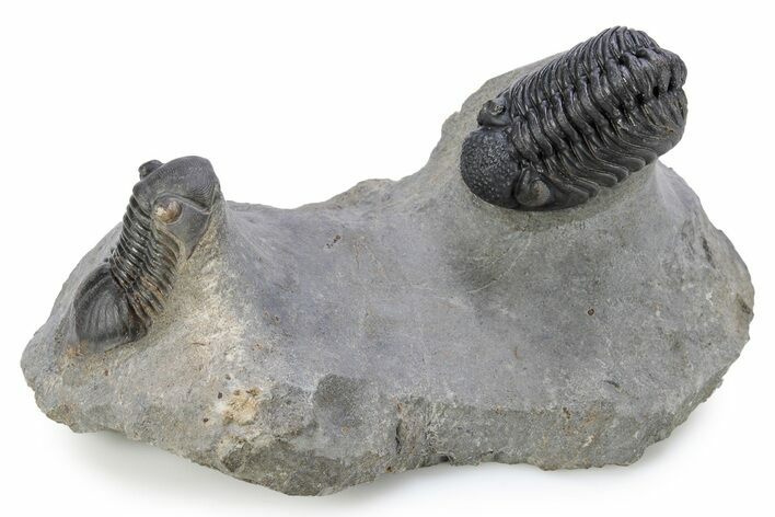 Phacopid (Adrisiops) Trilobite With Paralejurus #287366